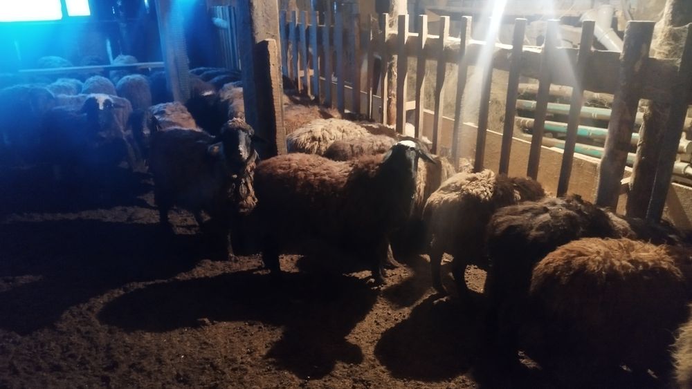 Қой, тоқты сатамын