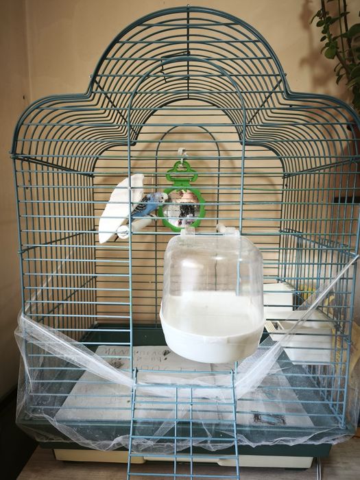 Продам волнистого попугая