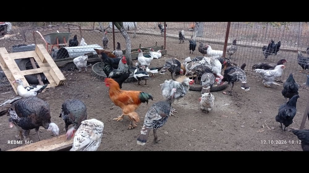 Păsări de țară crescute natural