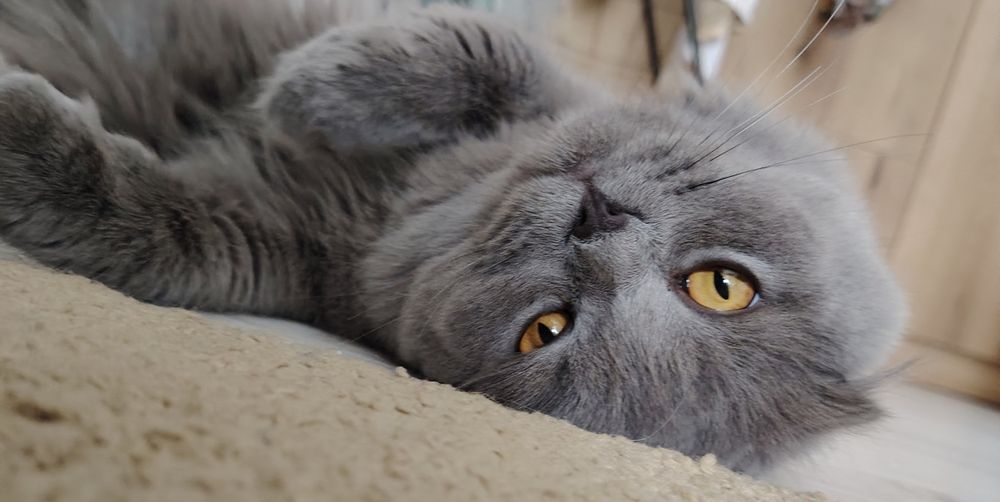 ВЯЗКА:Кот Хайленд-фолд