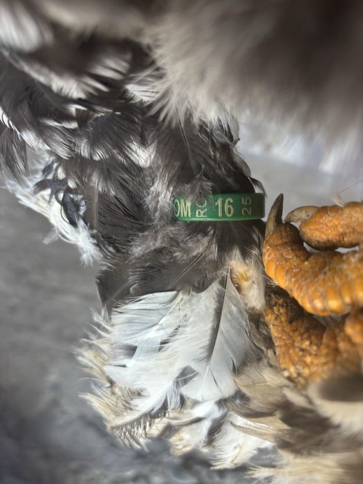 Cocos brahma bobat din 2025