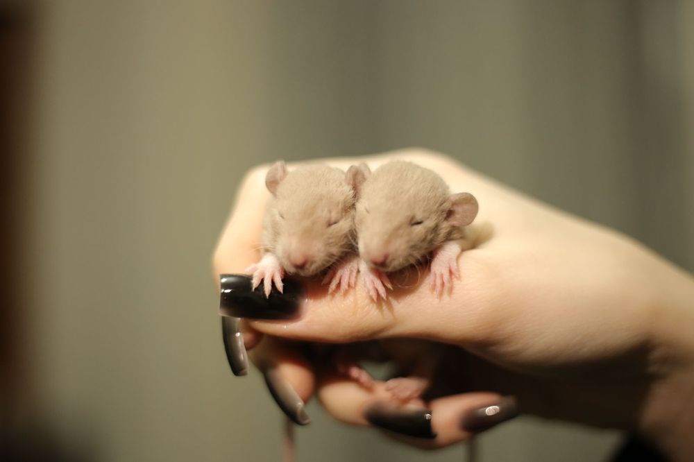 Крысята Дамбо малыши