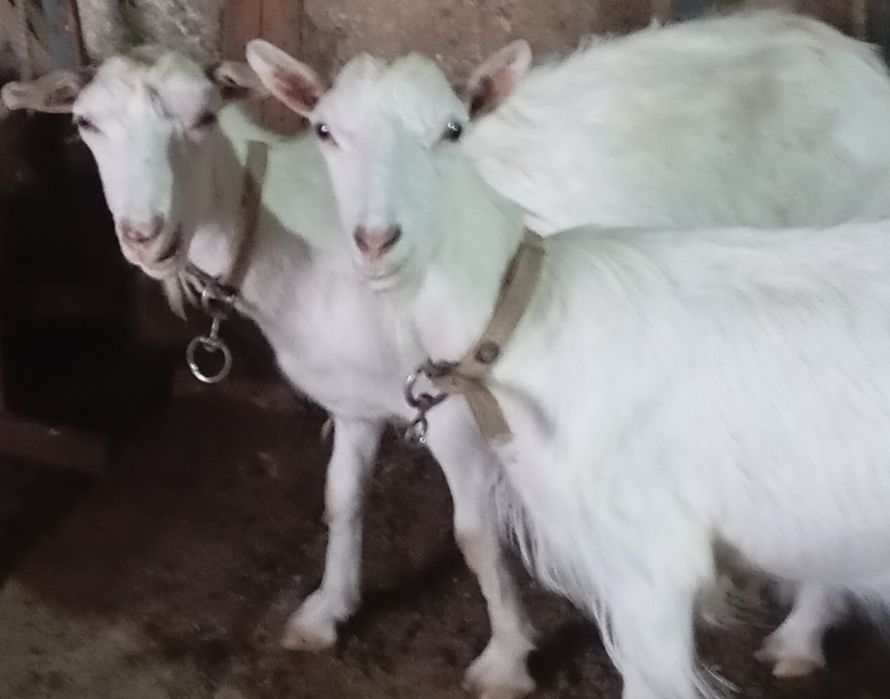 Зааненский ешкі.