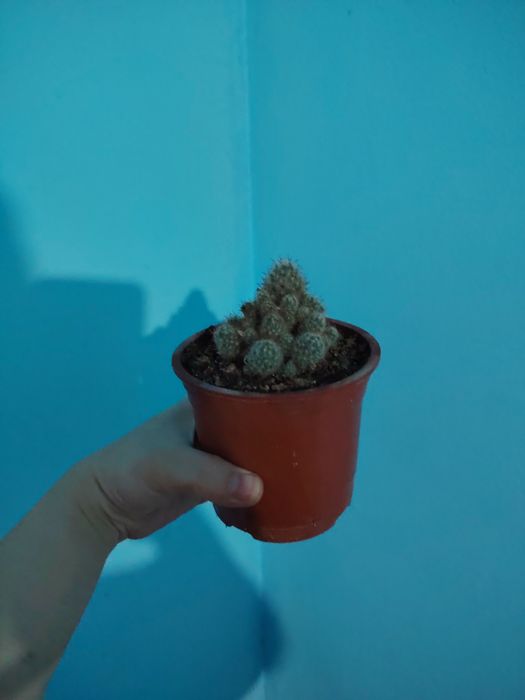 Продается комнатные цветы хона гуллари