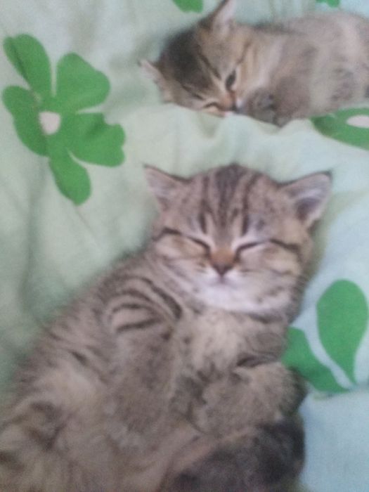 Шотландские котята