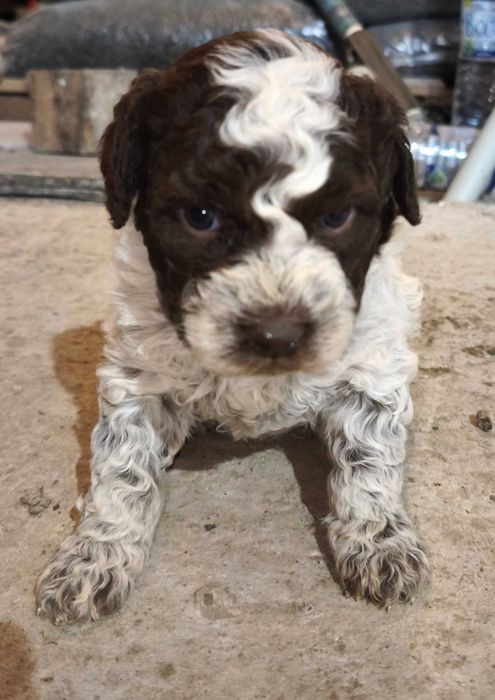 Лагото Романьоло