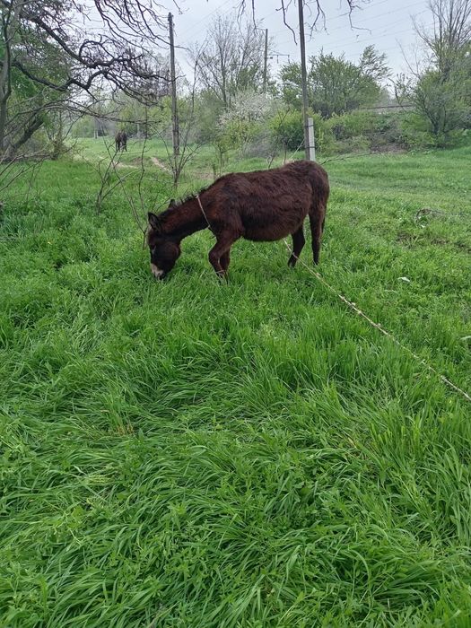 Продаются ослы и корова