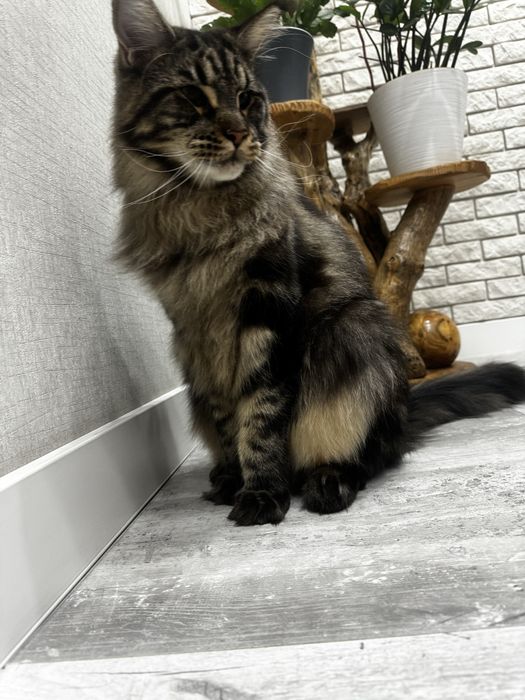 Отдадим кота продистого