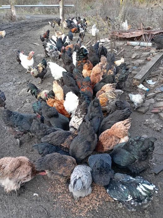 продавам кокошки 25лв