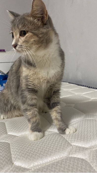 Кошечку добрая хорошая воспитаная