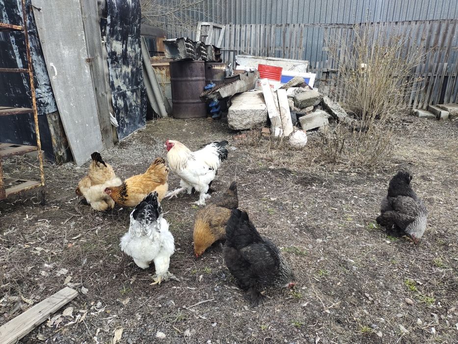 Куры брамо разный окрас