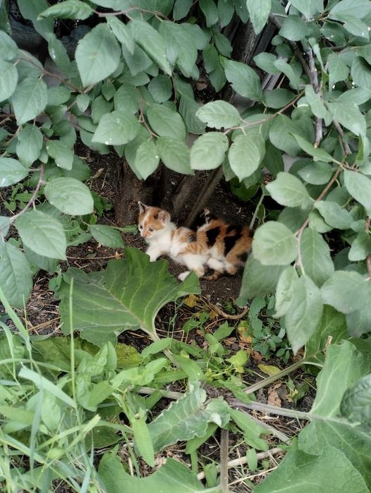 Отдам котят девочки
