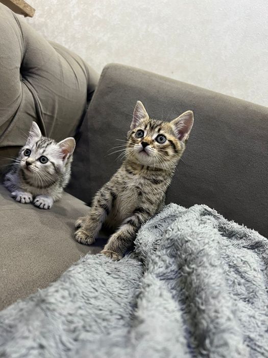Британские короткошерстные котята