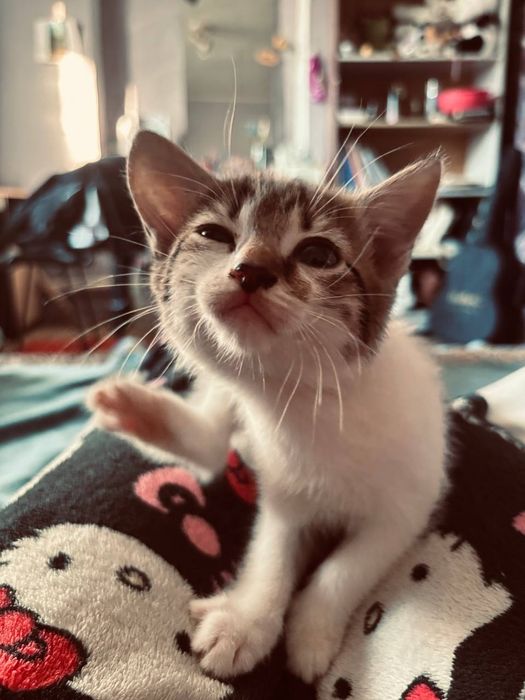 Мальчишка 1.5 мес ищет хозяев