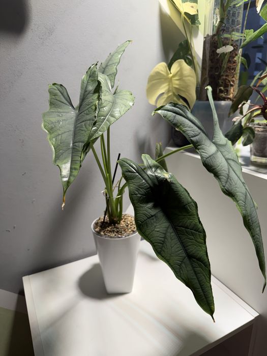 Алоказии разные