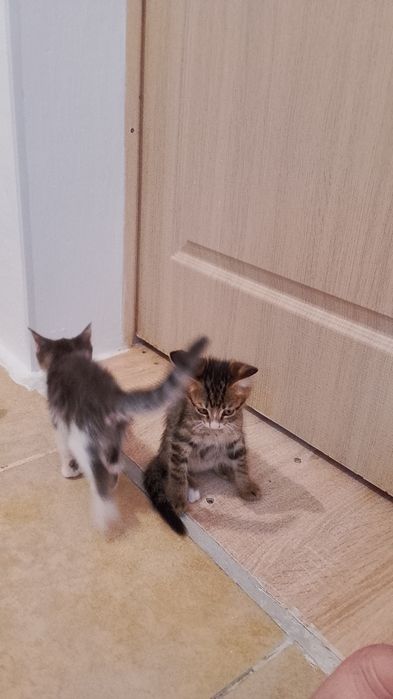 Отдам котят в хорошие руки