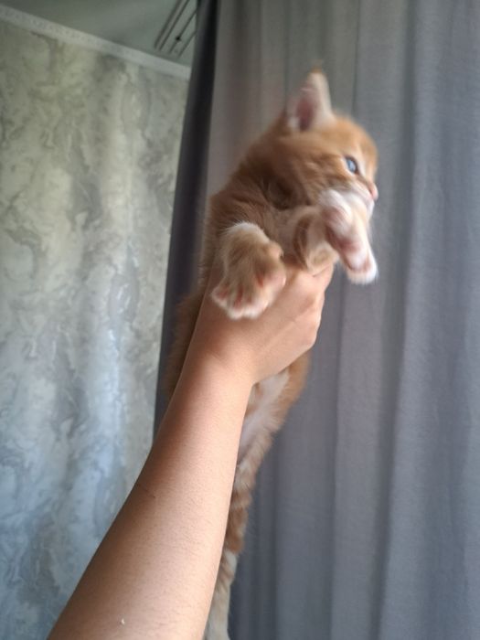 Пушистые Мейн-кунчики