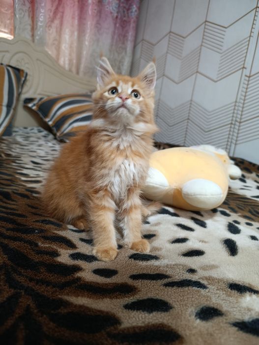 Продам девочку Мейн-кун