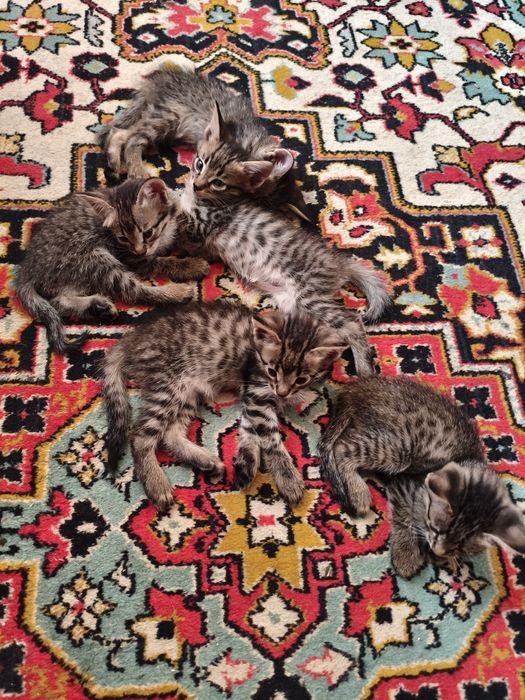 Котята в добрые руки