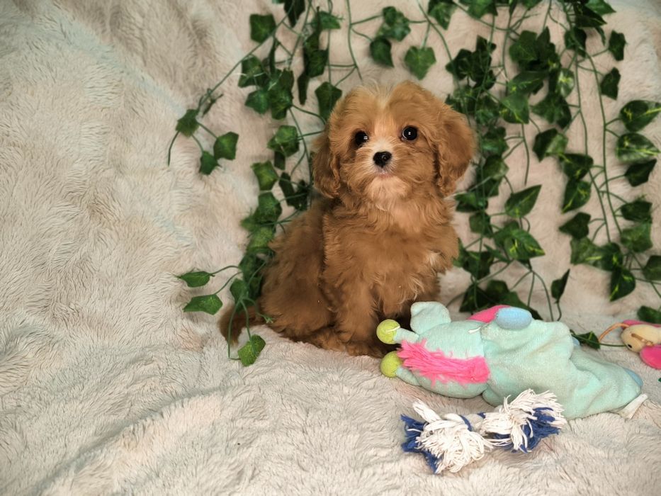 Vand fetita Cavapoo toy  red F1