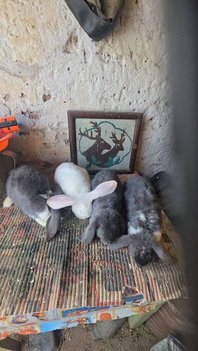 Iepuri fluture si berbec german