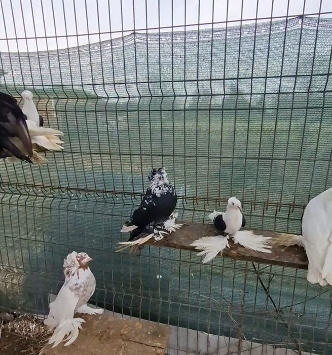 Porumbei de ornament