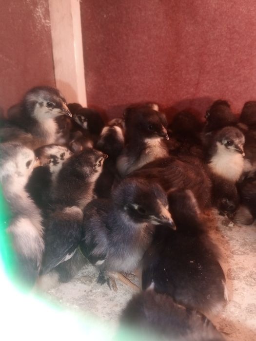 andijon qora tovuq jujalari 20.000som