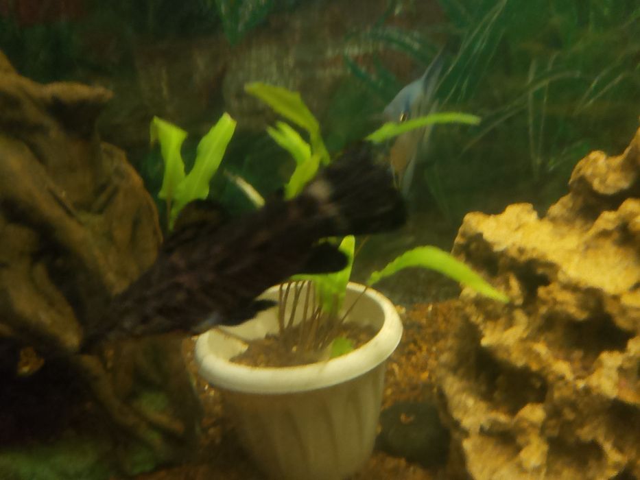 Продам Таракатум.