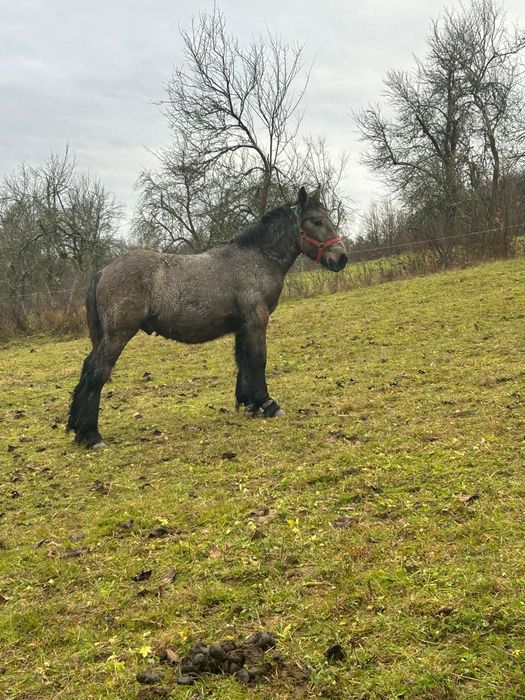 Vând iapă cu mânz