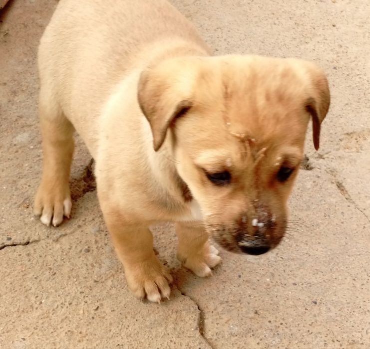 Отдам щенка даром