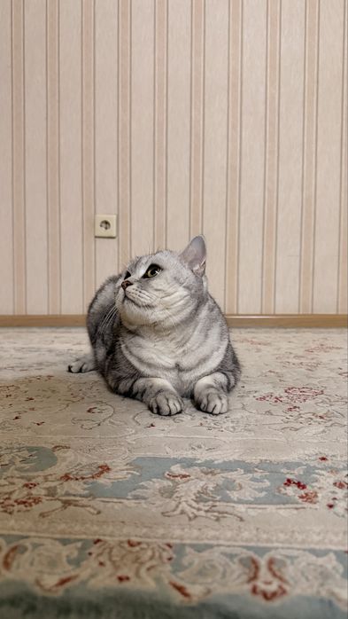 Отдам в хорошие руки кота