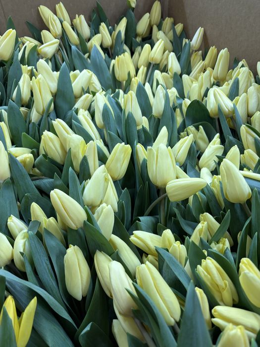 Тюльпаны Петропавловск