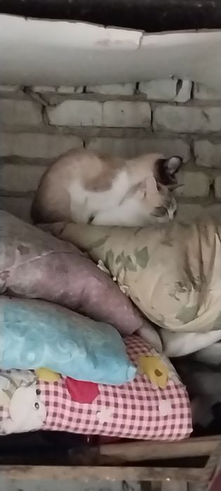 Кошки котятя кошки