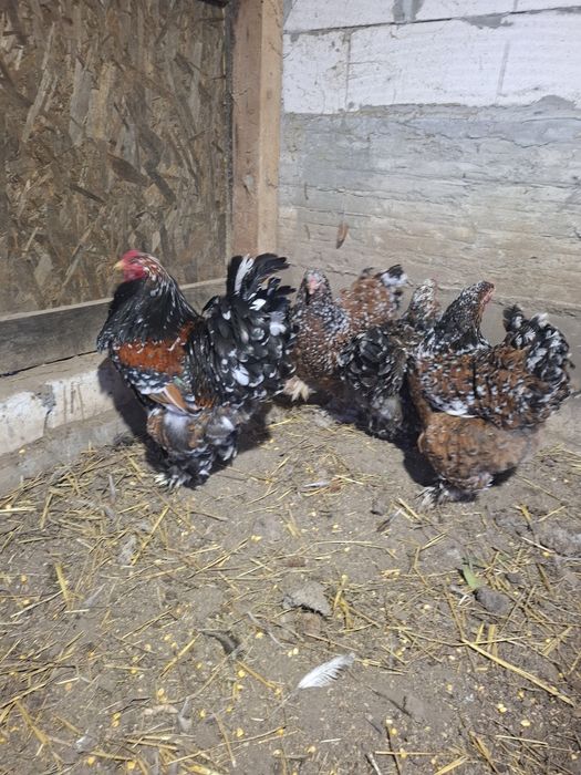 Vand oua Brahma portelan