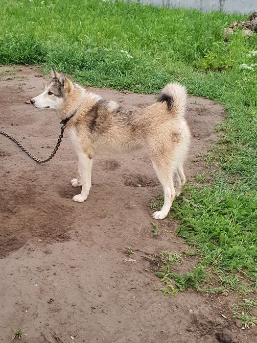 ЗСЛ лайка щенок охотничий