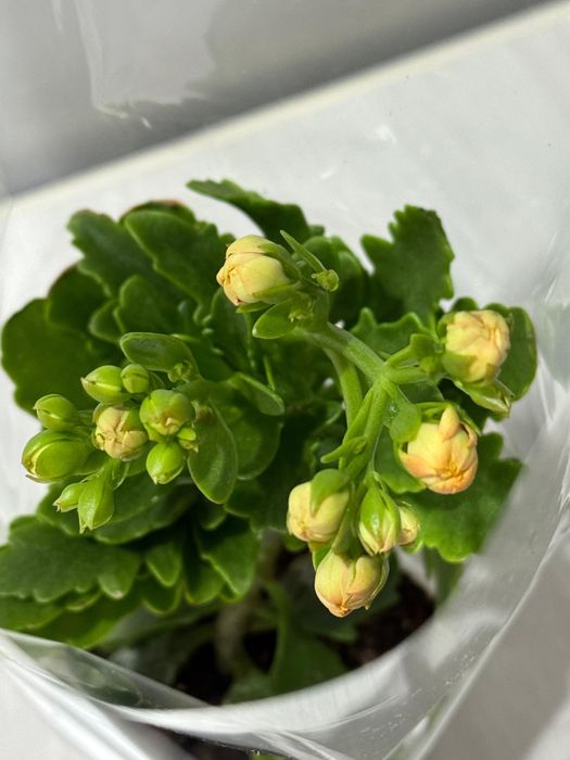 Продам комнатные цветы