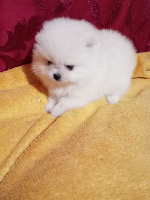 Продам щенка шпица