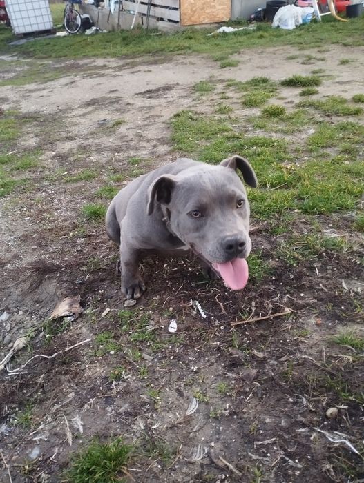 American bully poked caută alta casă iubitoare dar cu stăpâni fermi