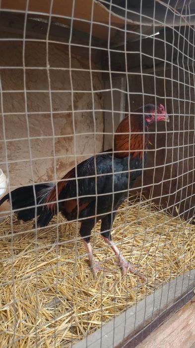 Продам Бойцовых Петухов