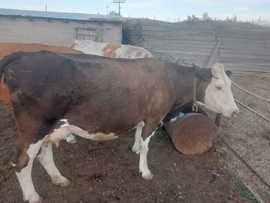 Продам дойные коровы