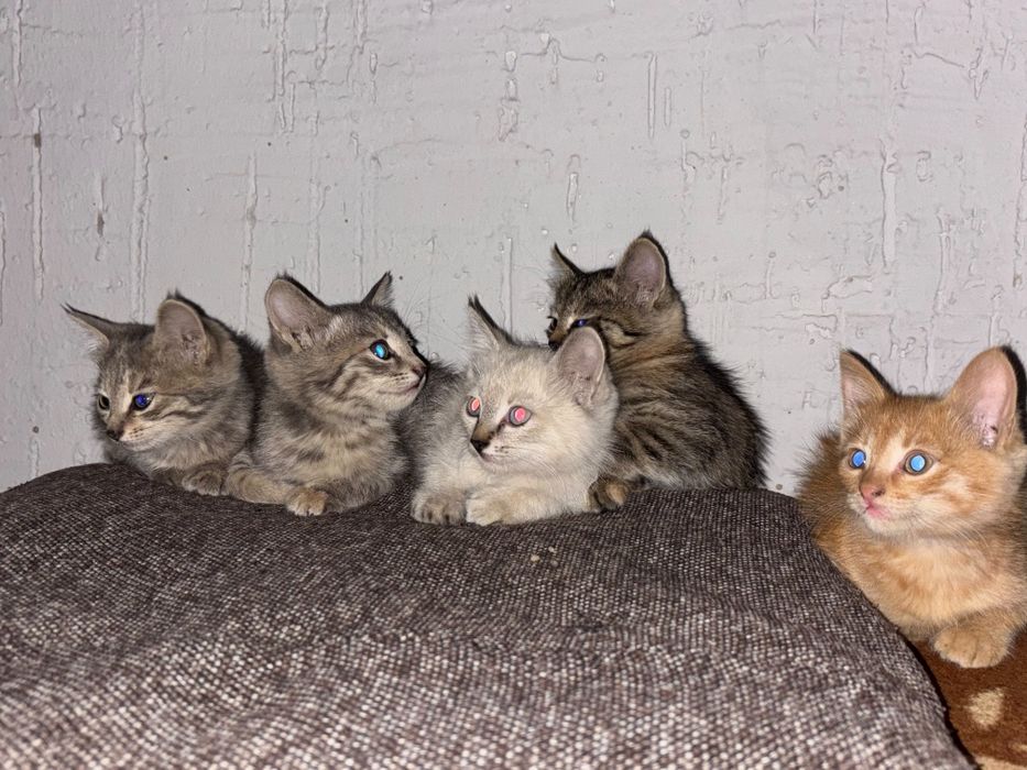 Отдам котят в добрые руки