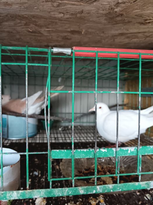 Pui voiajori albi și turturelele râzătoare