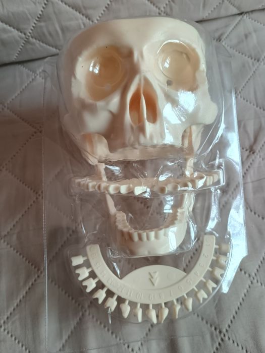 Craniu pentru învățământ.