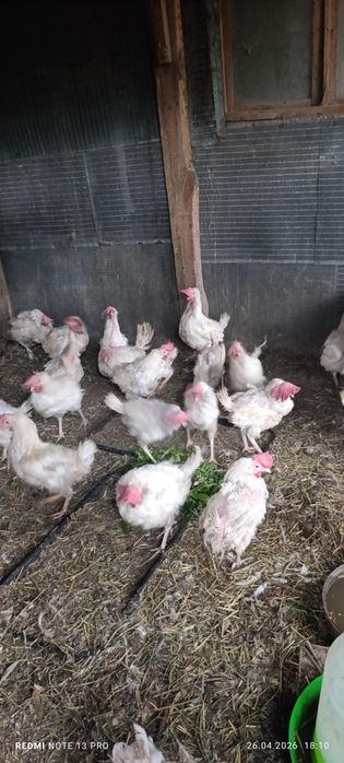 Продам курочек породы Леггорн