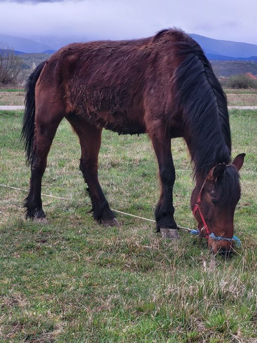 3 caii de vanzare la pachet