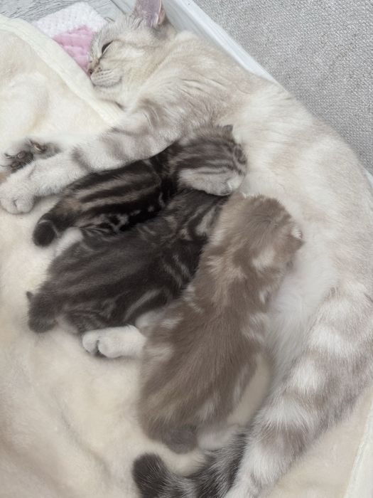 Котята скоттиш страйт Бронь