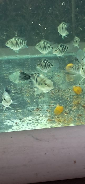 Сапфировый попугай