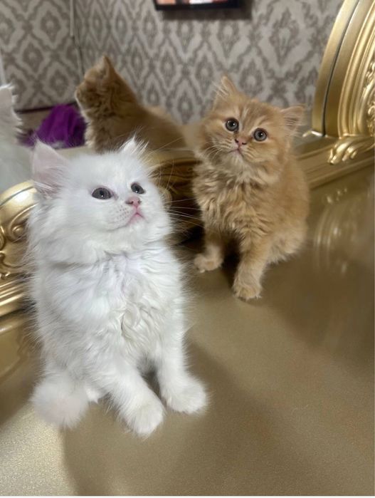 Британский Шиншилла Чистокровный Угл киз