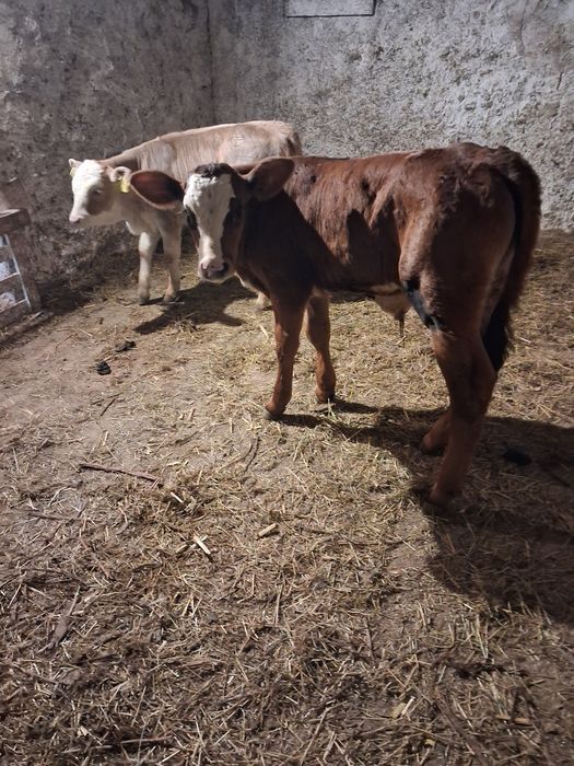 Vând tauras și vitea