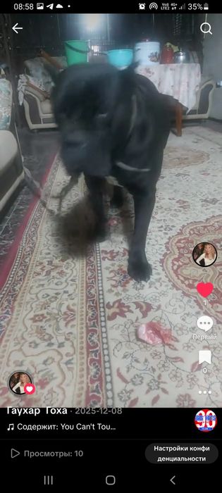 Щенок Кане корсо 2 месяца